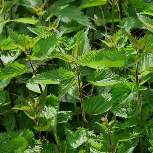Weed Control